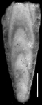 Plectofrondicularia morreyae Cushman, 1929 HOLOTYPE, author: Hayward, Bruce
