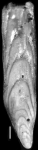 Plectofrondicularia nuttalli Cushman & Stainforth, 1945 HOLOTYPE