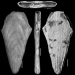 Plectofrondicularia miocenica Cushman, 1926. HOLOTYPE