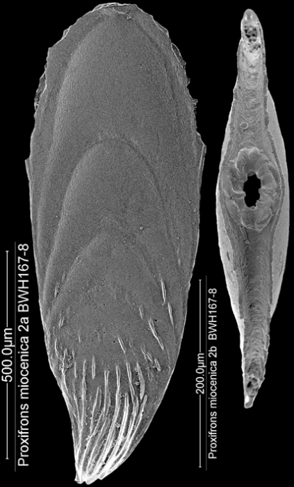 Mucronina miocenica (Cushman, 1926) IDENTIFIED SPECIMEN