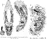 Acoelomorpha