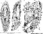 Acoelomorpha