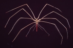 Chelicerata (sea spiders & mites)