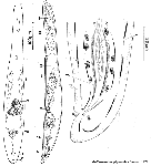 Acoelomorpha