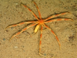 Chelicerata (sea spiders & mites)