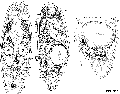 Acoelomorpha (acoelomorphs)
