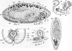 Acoelomorpha