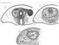 Convoluta sordida
