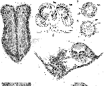 Acoelomorpha