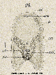 Acoelomorpha