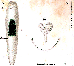 Acoelomorpha