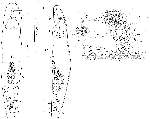 Acoelomorpha