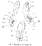 Acoelomorpha