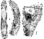 Acoelomorpha