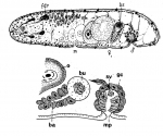 Acoelomorpha