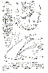 Platyhelminthes