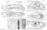 Platyhelminthes