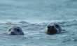 Grey Seal