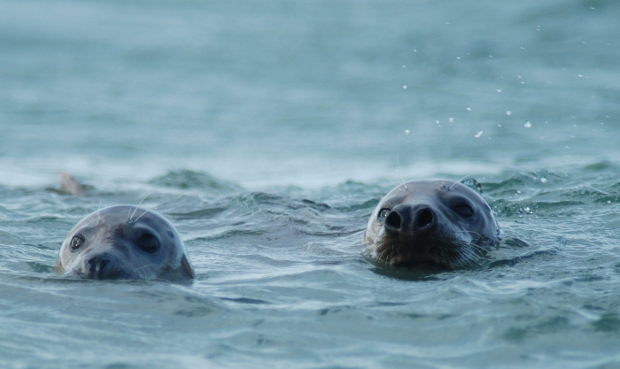Grey Seal Grey Seal