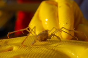 Long-legged crab, author: Van Ginderdeuren, Karl