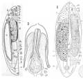 Platyhelminthes (flatworms)