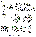 GIF file