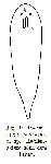 Platyhelminthes