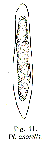 Platyhelminthes