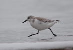 Sanderling, author: Van Ginderdeuren, Karl