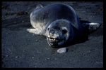 leopard seal