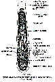 GIF file