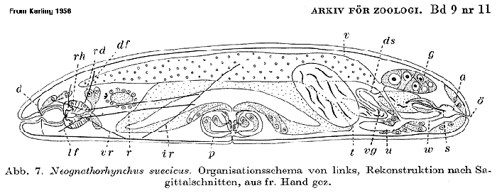 N. suecicus