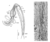 Aculeorhynchus glandulis