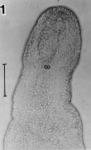 Acoelomorpha