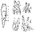 Platyhelminthes (flatworms)