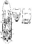 Platyhelminthes