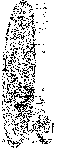 Platyhelminthes