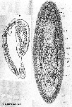 Platyhelminthes