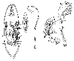 Platyhelminthes