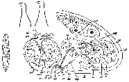 GIF file