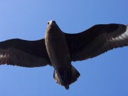 Skua (Catharacta maccormicki)