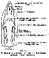 P. clavigera, author: Graff, 1913