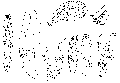 Platyhelminthes (flatworms)