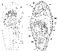 Acoelomorpha (acoelomorphs)