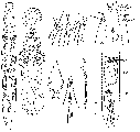 GIF file