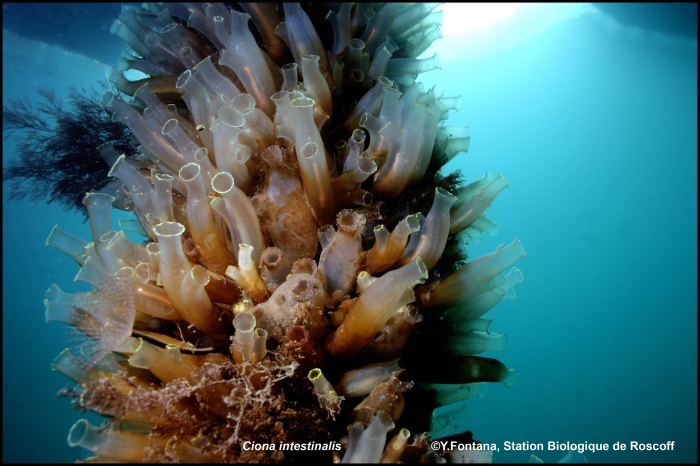 ciona intestinalis ciona intestinalis