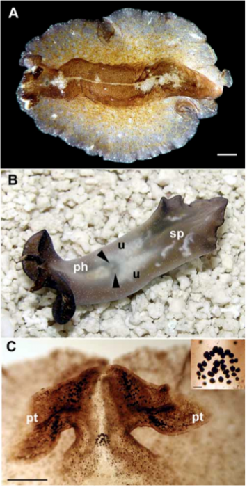 Pseudobiceros carribensis