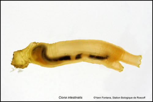 ciona intestinalis