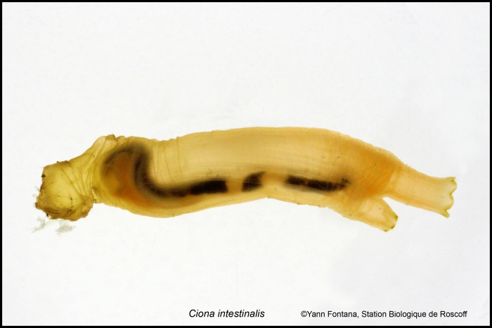 ciona intestinalis ciona intestinalis