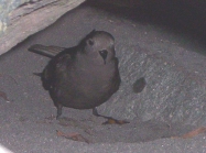 Wilson's Storm Petrel at nest